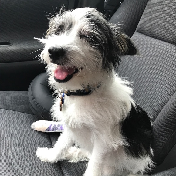 Meet your Posher, Mindy - Picture 1 of 1
